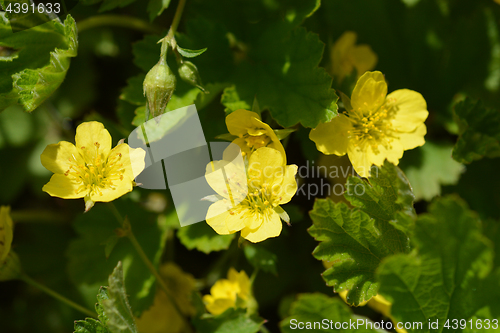 Image of Yellow waldsteinia flowers