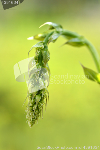 Image of Black bryony