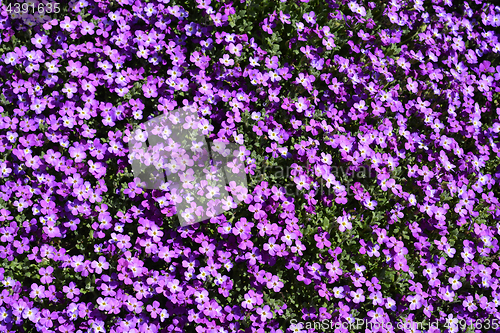 Image of Purple flowers