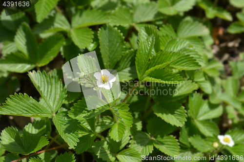 Image of Wild strawberry flower