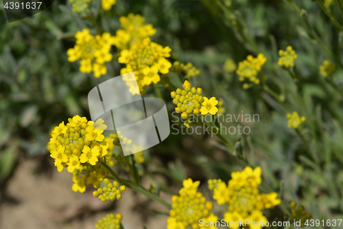 Image of Yellow flowers
