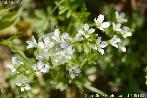 Image of White spring flowers