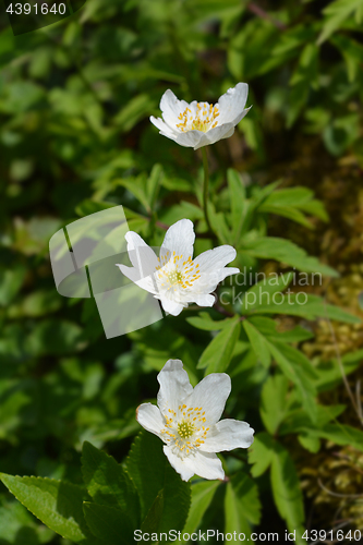 Image of Helleborus niger ssp. macranthus