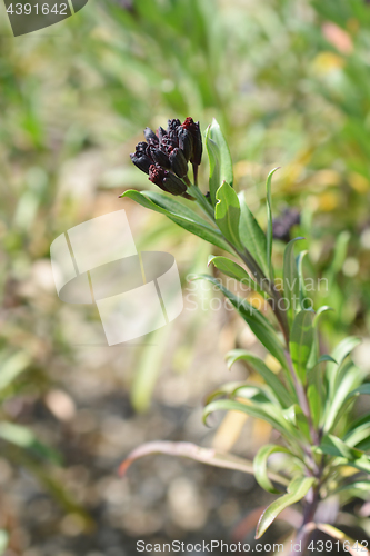 Image of Wallflower buds