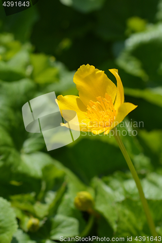 Image of Marsh marigold