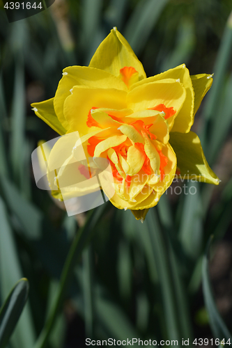 Image of Tahiti Daffodil