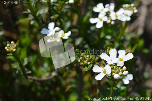 Image of Evergreen candytuft