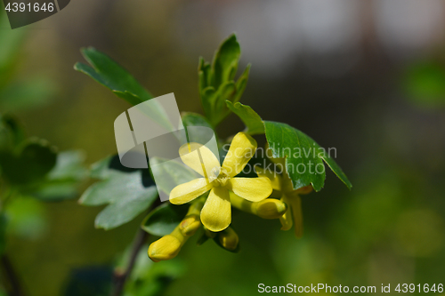 Image of Golden currant flowers