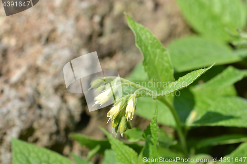 Image of Tuberous comfrey