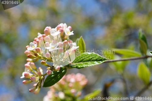 Image of Viburnum carlesii 