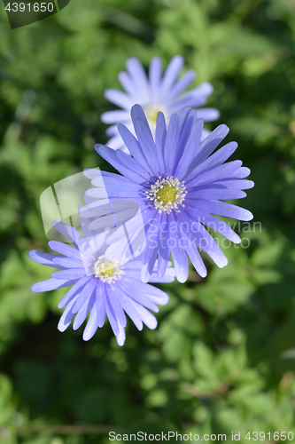 Image of Blue anemone flowers