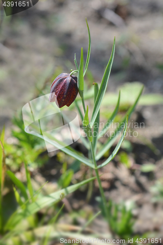 Image of Fritillaria montana