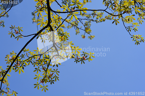 Image of Yellow Buckeye