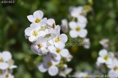 Image of Garden arabis