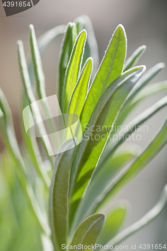 Image of Lavender leaves