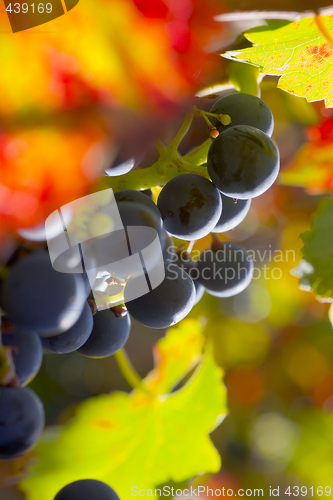 Image of Grapes of red wine