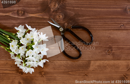 Image of White narcissus flowers with scissors on a wooden background