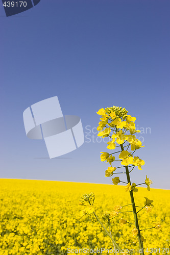 Image of Yellow canola against blue sky