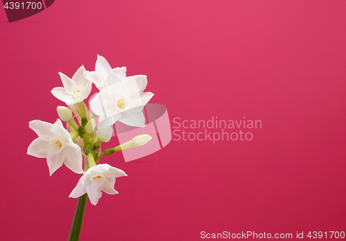 Image of Single stem of narcissus against pink background