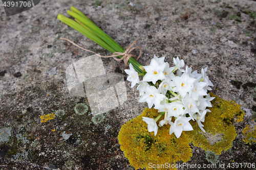Image of Narcissi tied with twine, lying on a stone bench