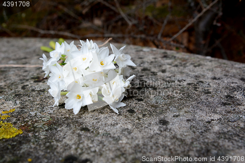 Image of White narcissus flowers on stone bench