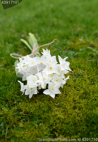 Image of Spring bunch of white narcissus blooms