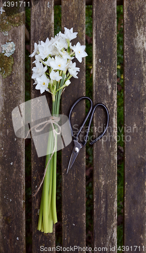 Image of Narcissus flowers tied with twine, next to scissors