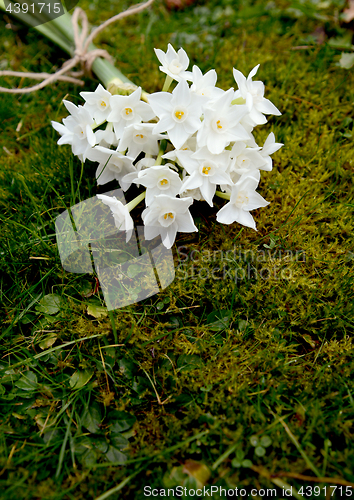 Image of White narcissus flowers, tied with twine