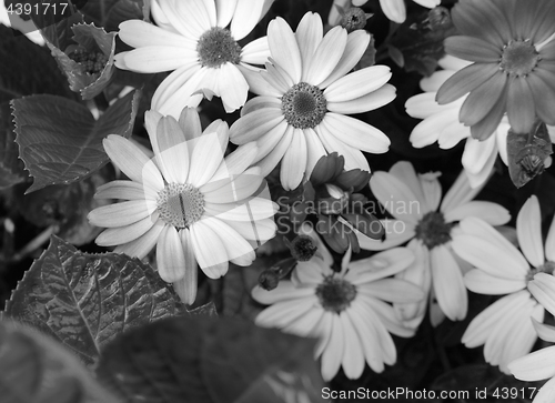 Image of African daisies in different shades