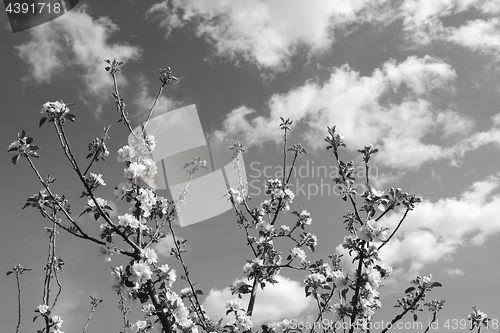 Image of Apple tree branches with white blossom flowers reach skyward