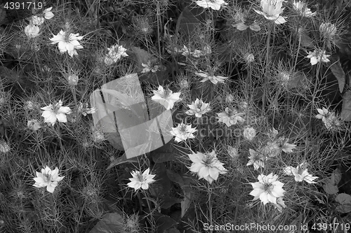 Image of Dense mix of nigella flowers