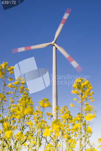 Image of Wind turbine and canola