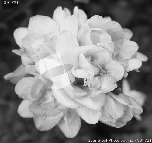 Image of Dense cluster of a double freesia flowers