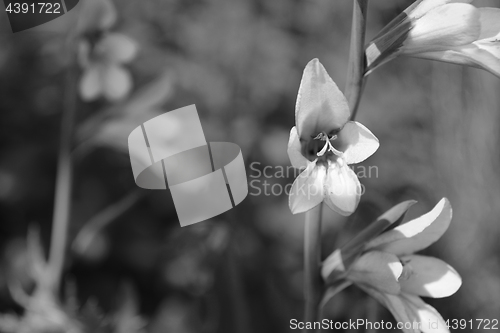 Image of Gladiolus flowers in selective focus