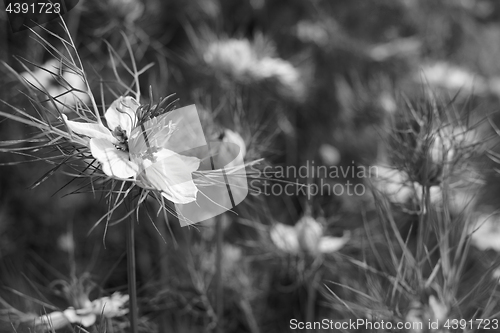 Image of Delicate white love-in-a-mist flower against nigella plants