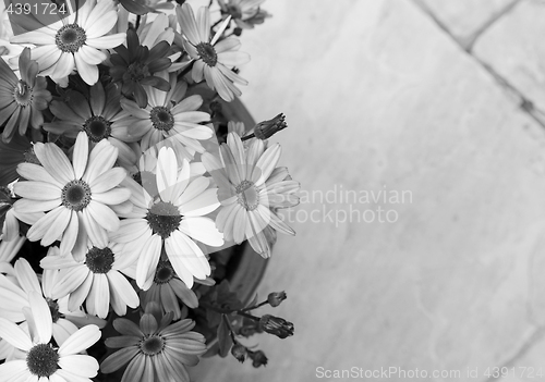 Image of Flower pot full of African daisies