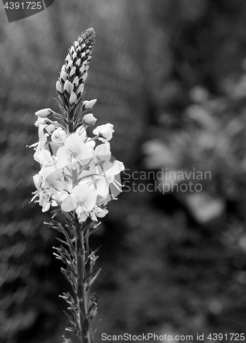 Image of Flower spike of speedwell plant 