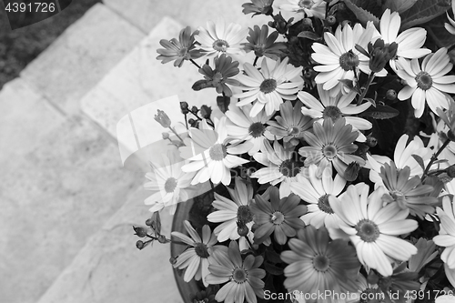 Image of Dozens of pretty African daisies