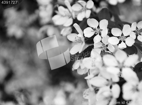 Image of Pale blossom flowers with bokeh background
