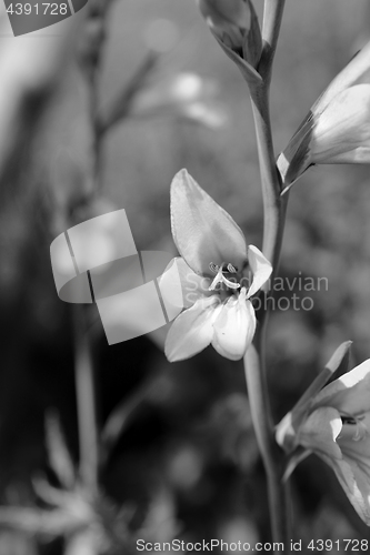 Image of Bright gladiolus bloom on a flower stem