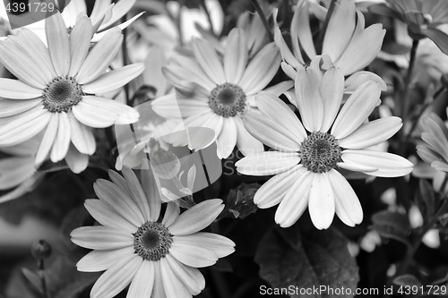 Image of Four African daisies