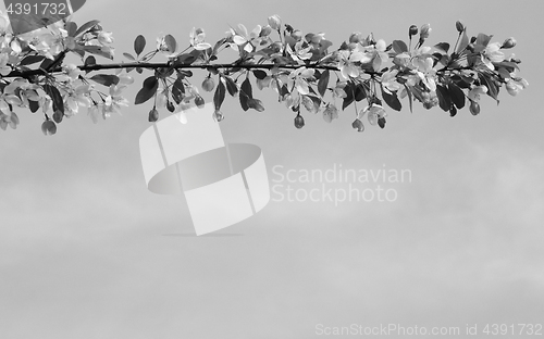 Image of Branch of blossom flowers against the sky