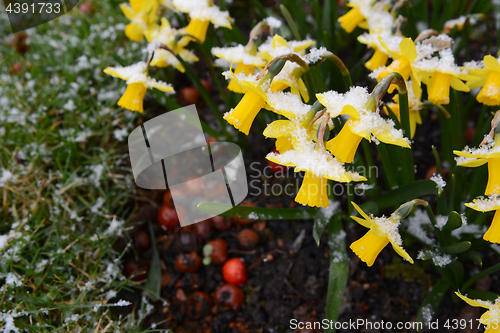 Image of Small daffodils covered in snowflakes in early spring