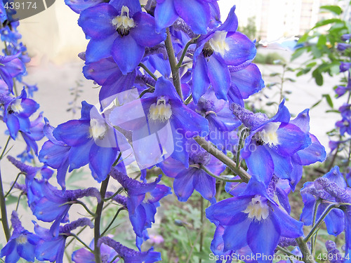 Image of Delphinium