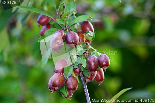 Image of China apples