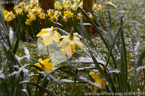 Image of Daffodils bend under the weight of snow