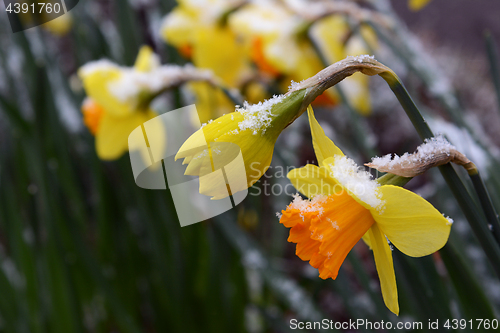 Image of Spring daffodils with a sprinkling of late snow 