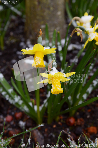 Image of Two spring daffodils dusted with light snow