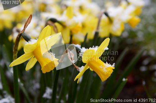 Image of Light springtime snow on yellow daffodils