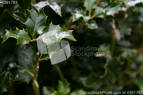 Image of Snowflakes on dark green holly leaves